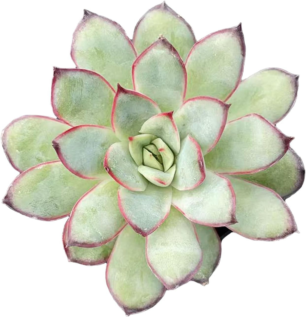 Live Succulent Echeveria 'Mexican pulidonis', Approx 2-inch Large, Potted Succulents, Fully Rooted, Easy Care House Plants