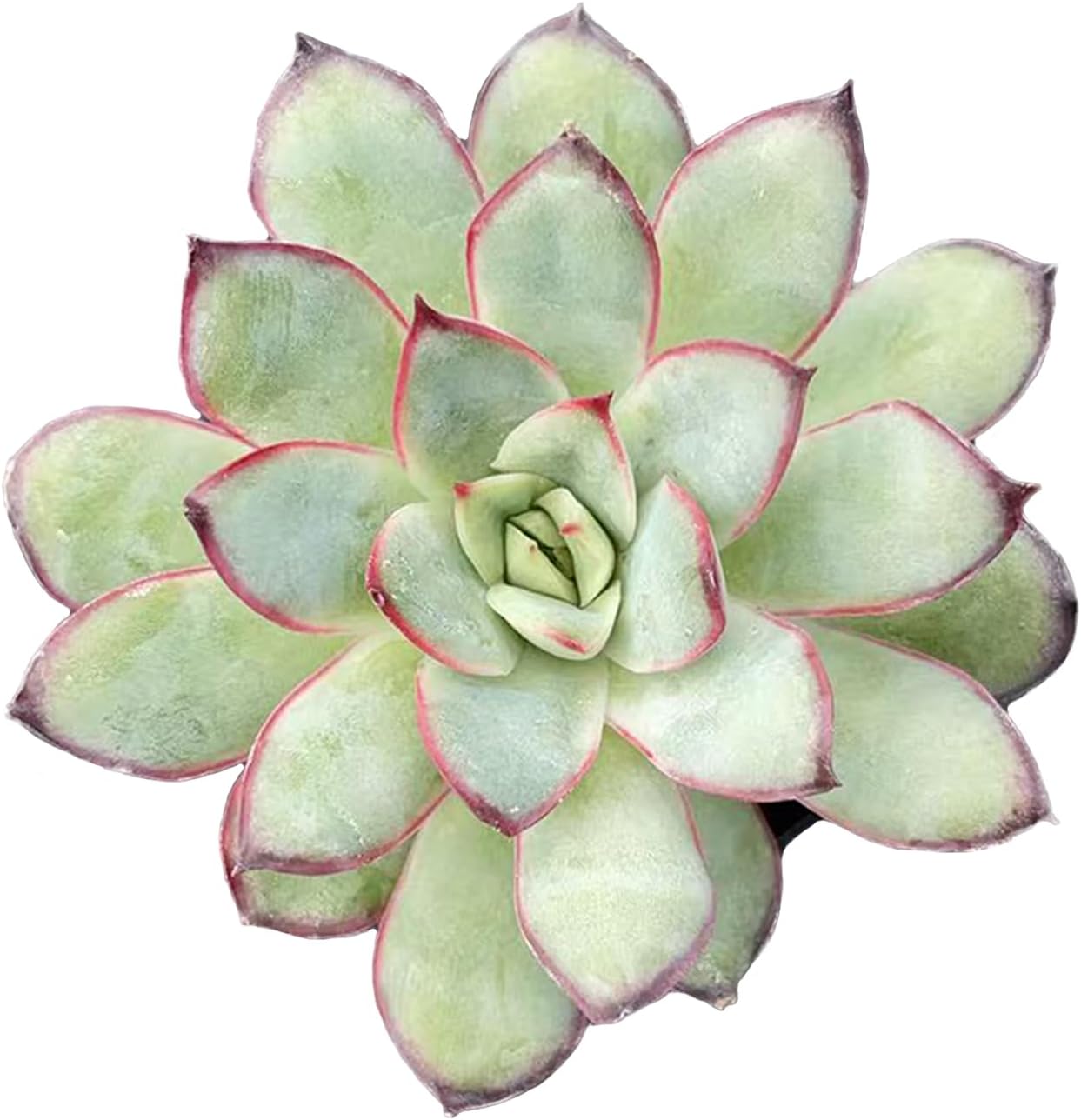 Live Succulent Echeveria 'Mexican pulidonis', Approx 2-inch Large, Potted Succulents, Fully Rooted, Easy Care House Plants