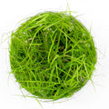 SubstrateSource Live Plant - Juncus Repens Tissue Culture Aquatic Live Aquarium Plant - 100% Snail Free in Vitro Cup (Juncus Repens)