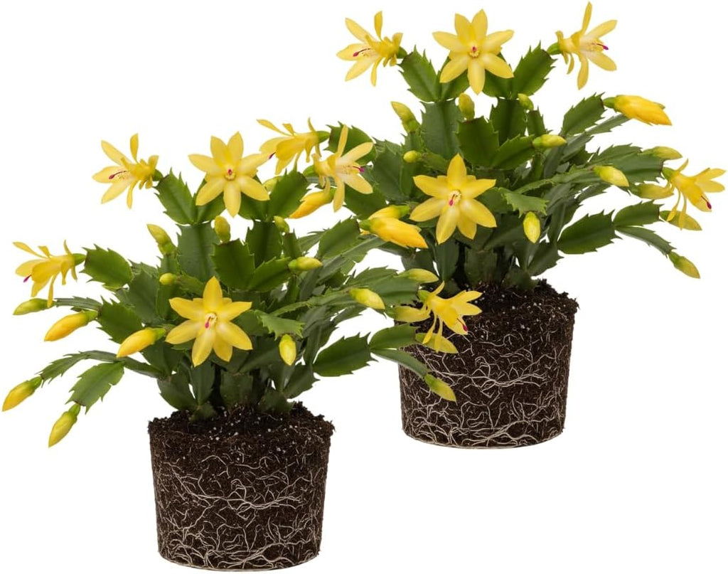 2 Christmas Cactus Plants Live, Holiday Blooming Indoor Plants Live Houseplants, Hanging Baskets Easy Care, Well-Rooted 5-8" Tall, No Pot, Bareroots, Single Stems (Yellow Christmas Cactus)