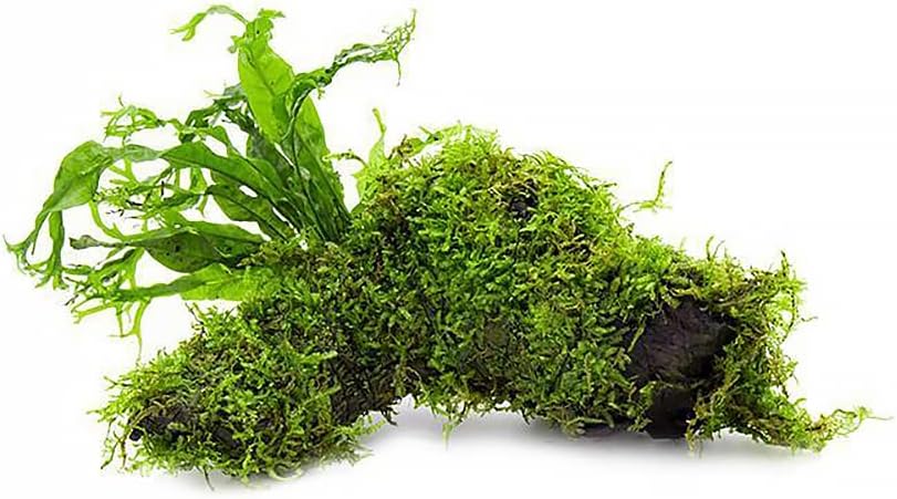 SubstrateSource Live Aquarium Plants on Driftwood, Lava Rock, Moss, Fiber Mat - Freshwater Fish Tanks - Easy, Beginner Friendly (Java Fern Windelov with Moss, Driftwood (Medium))