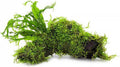 SubstrateSource Live Aquarium Plants on Driftwood, Lava Rock, Moss, Fiber Mat - Freshwater Fish Tanks - Easy, Beginner Friendly (Java Fern Windelov with Moss, Driftwood (Medium))