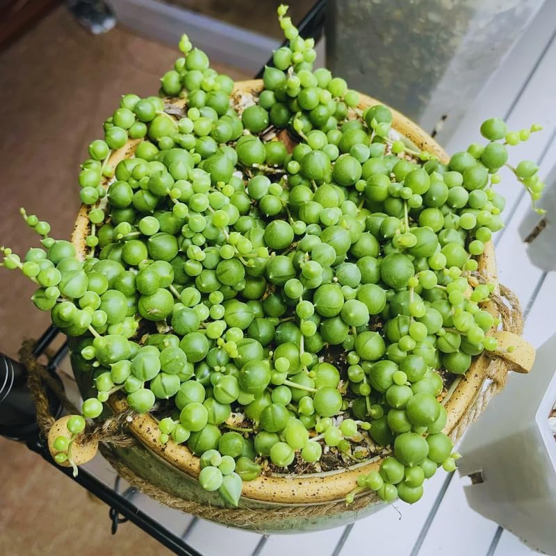 String of Pearls Plant Live for Planting, String of Pearls Pot, Live String of Pearls Plant, Fully Rooted, Hanging Succulent Houseplant, Green String of Pearls, 2.5" Pot