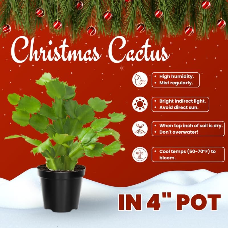 Purple Christmas Cactus Plants Live in 4 Inch Pot, Vibrant Christmas Cactus Blooms, Perennial Holiday Cactus Plant Flower Succulent Houseplant