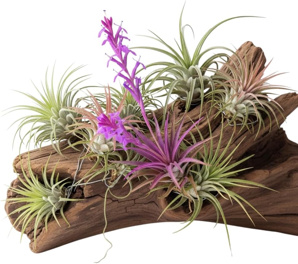 12 Tillandsia Air Plants, Live Succulents Indoor Plants, Assorted Airplants Variety for Decoration, Terrariums, and Office