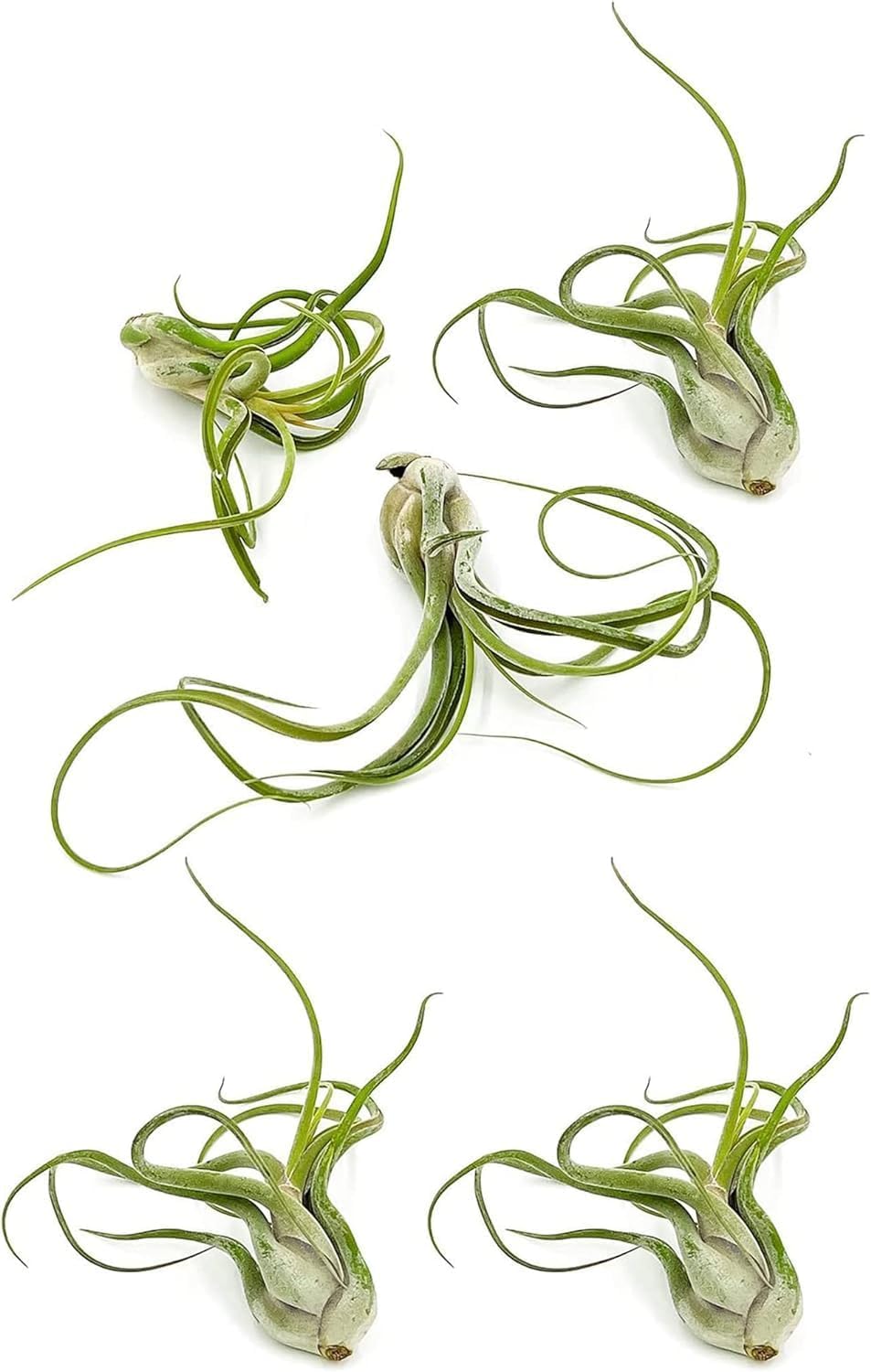 ragnaroc Air Plants - Flowering Tillandsia Caput Medusae, Large 5-7" - 5ct - Live Arrival Guaranteed - House Plants for Home Decor & Gift