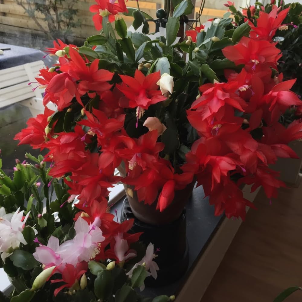 Red Christmas Cactus Plant, Well Rooted Flowering Cactus Live in 4'' Pot, Indoor Outdoor Planting