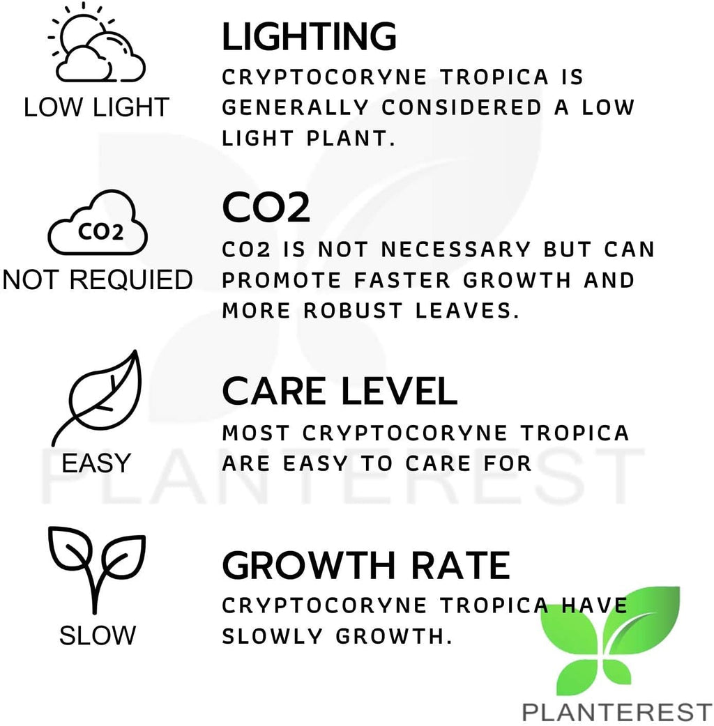 Cryptocoryne Tropica Potted Live Aquarium Plant Decorations BUY2GET1FREE