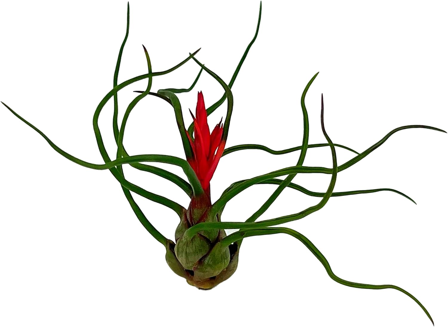 ragnaroc Air Plants - Flowering Tillandsia Bulbosa Guatemala, Large 3-5" - 1ct - Live Arrival Guaranteed - House Plants for Home Decor & Gift