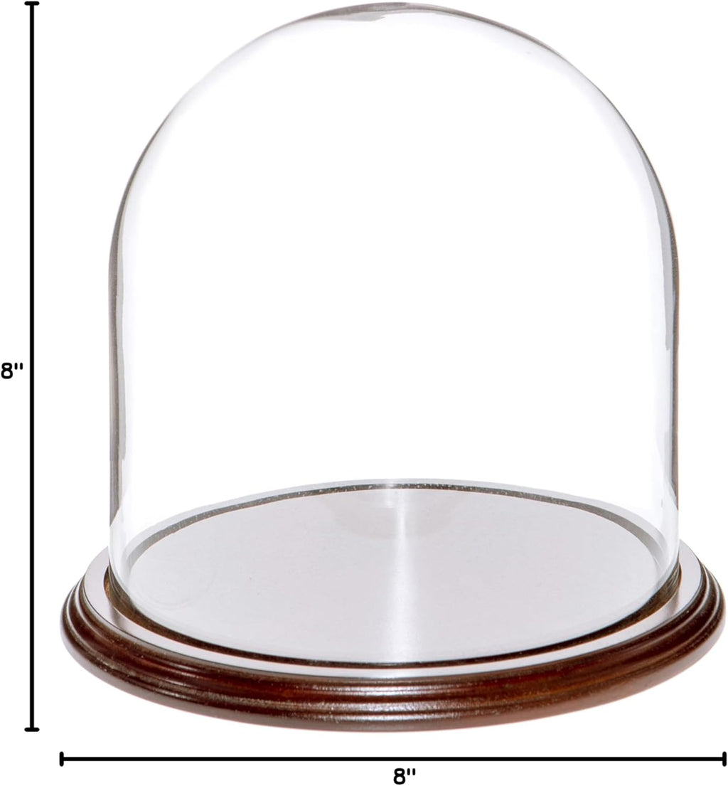Plymor 8" x 8" Glass Display Dome Cloche (Dark Mahogany Veneer Base)