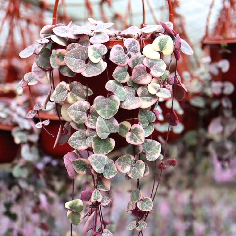 Variegated String of Hearts Plant Live, Ceropegia Woodii Variegated String of Hearts, Succulent Plants Live Houseplants (2.5 Inch Pot)