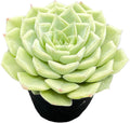 2" Live Succulent Plants Echeveria 'White Swan', Mini Potted Succulents, Easy Care Indoor Houseplant, Unique Gifts, Home Office Décor