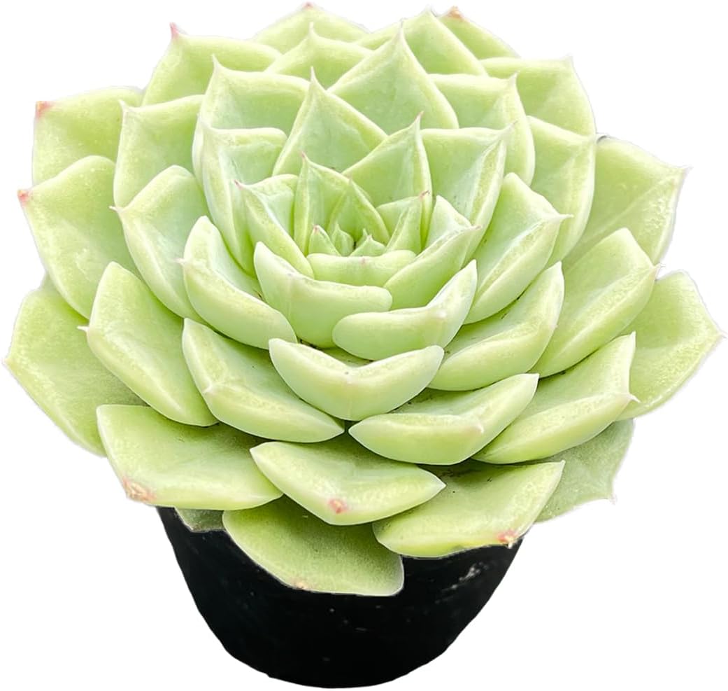2" Live Succulent Plants Echeveria 'White Swan', Mini Potted Succulents, Easy Care Indoor Houseplant, Unique Gifts, Home Office Décor
