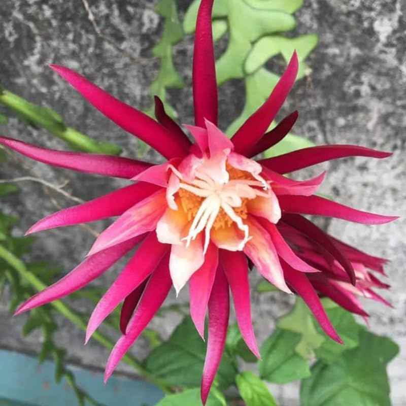 Fishbone Cactus Live Plant in 3" Pot | Eye-Catching RIC Rac Foliage | Beginner-Friendly Indoor Houseplant for Modern Home and Office Décor