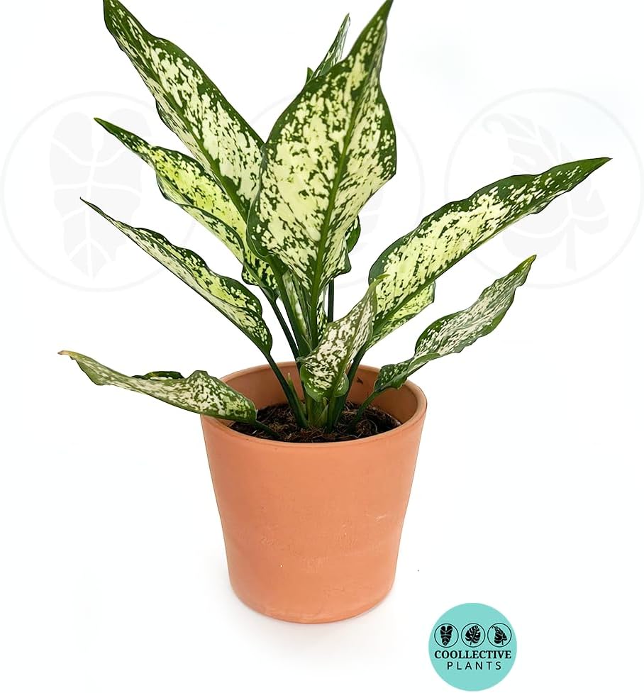 Aglaonema Snow White – Live Plant in 4" Grower’s Pot, Easy to Grow Low Maintenance Indoor Houseplant, White Plants, Includes UniHeat Pack for Winter Protection