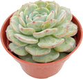 Live Succulent Plants Echeveria 'BlancMount', Easy Care Potted Succulents in 4" Pots, Indoor Houseplant, Unique Gifts, Home Office Décor