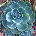 Echeveria Succulents Live Plants for Planting, Live Echeveria Succulents, Live Echeveria Plant, Live Echeveria Succulents, Blue Desert Rose Echeveria, 2.5 Inch Pot