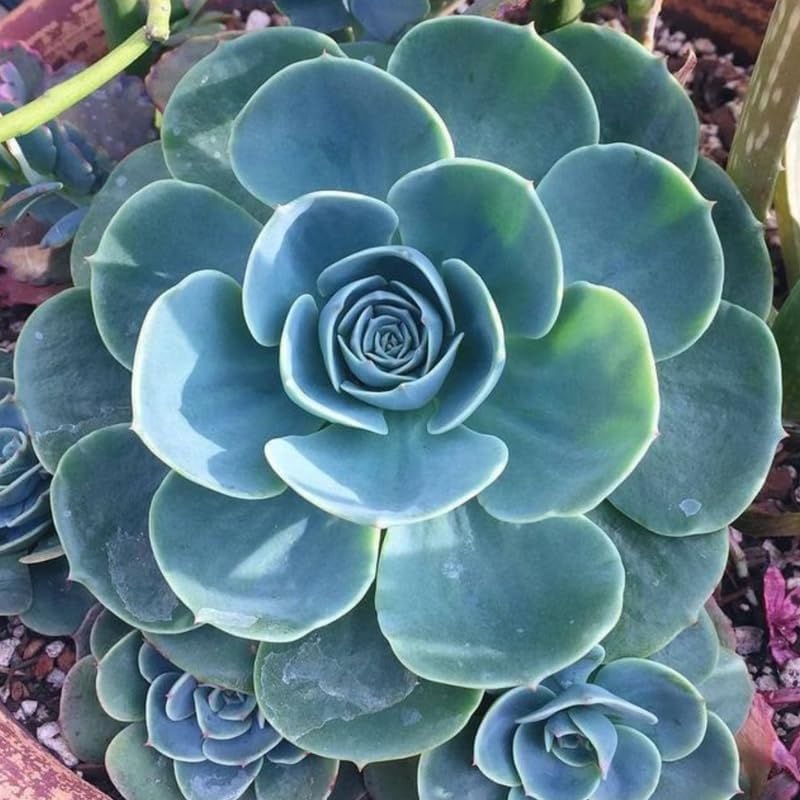 Echeveria Succulents Live Plants for Planting, Live Echeveria Succulents, Live Echeveria Plant, Live Echeveria Succulents, Blue Desert Rose Echeveria, 2.5 Inch Pot