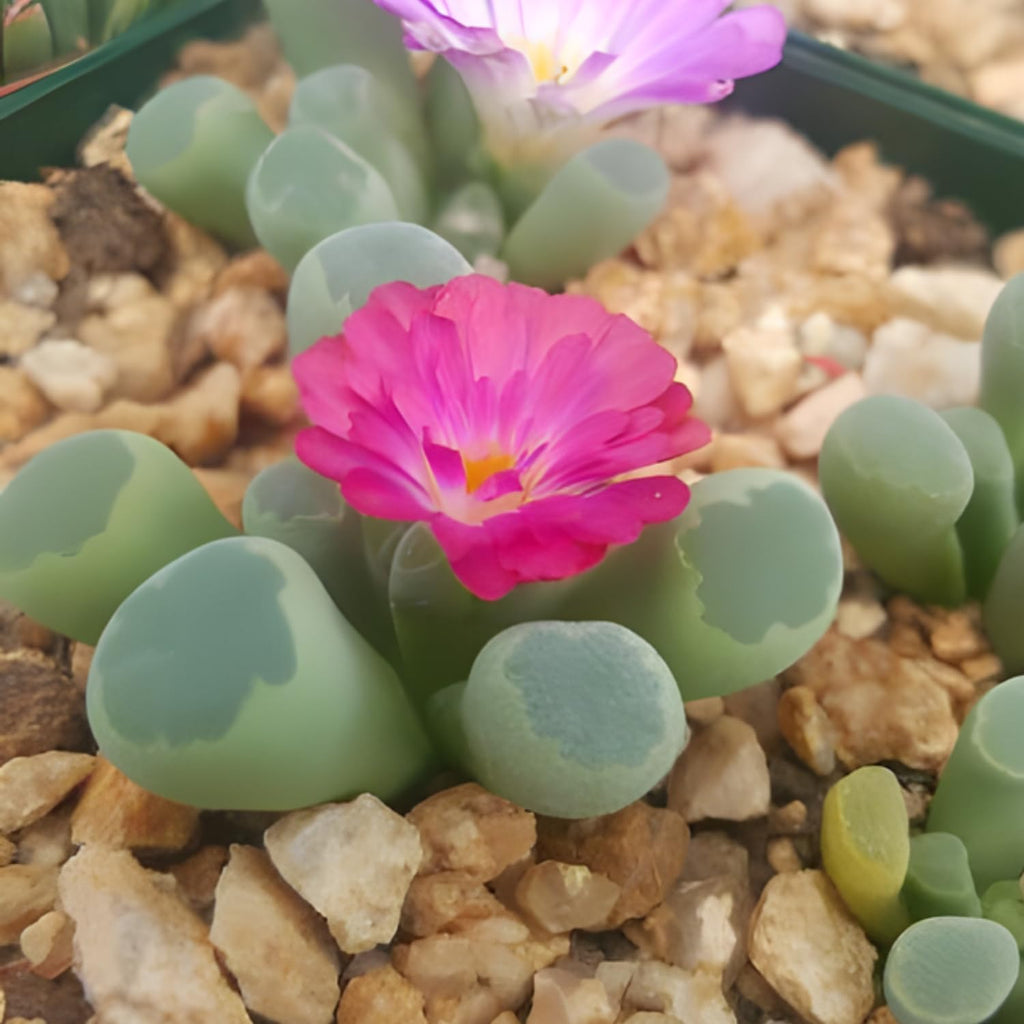 Lithops Large Random Mix Living Stones Succulent Plants Live | 20 Pcs Live Lithops Seedlings | Bare Root Without Pot or Soil, Suitable for Indoor or Outdoor Gardens & Office Use, Friend Plant Lovers