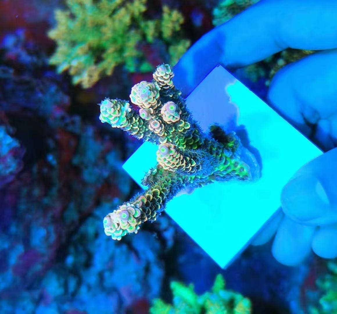 Aquarium Choice Big Size Ceramic Coralline Coral Frag Plugs Coral frag Plate Base