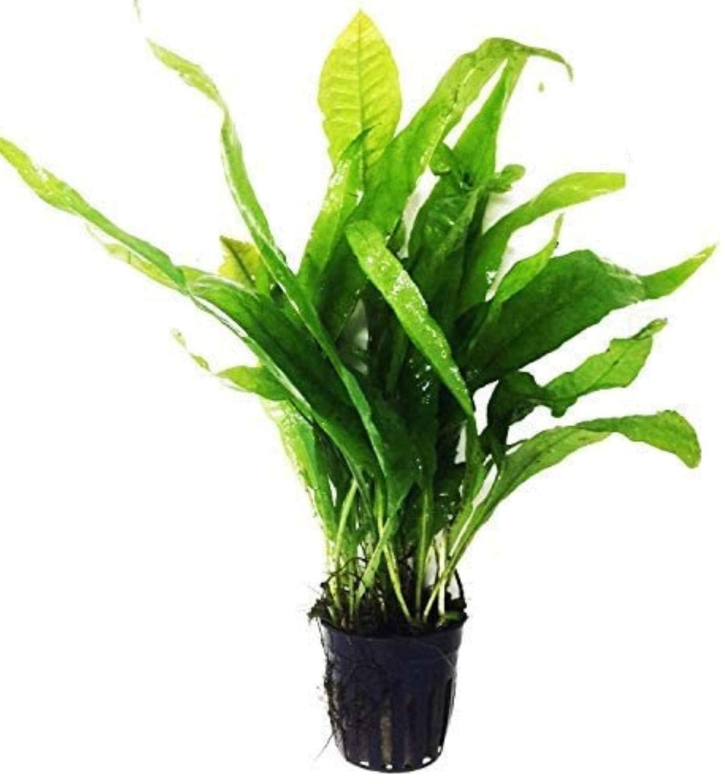 Greenpro Microsorum Pteropus Java Fern Tall Full Potted Live Aquarium Plants Decorations Freshwater Fish Tank