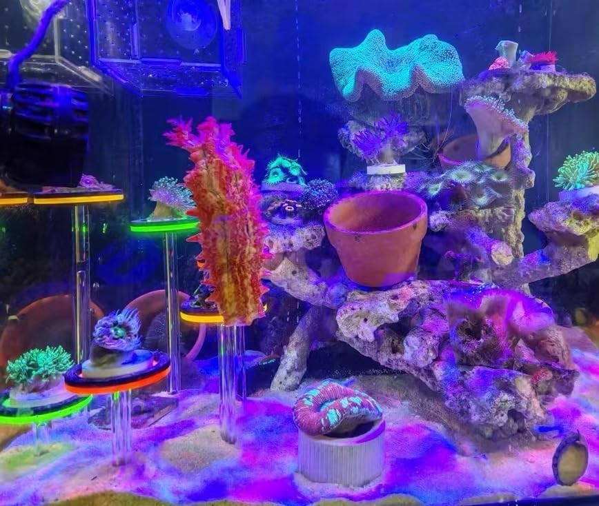 coral frag holer,Ring, set of six pillars with six round coral bases with legs, YGSHJ-XY6Z-1P