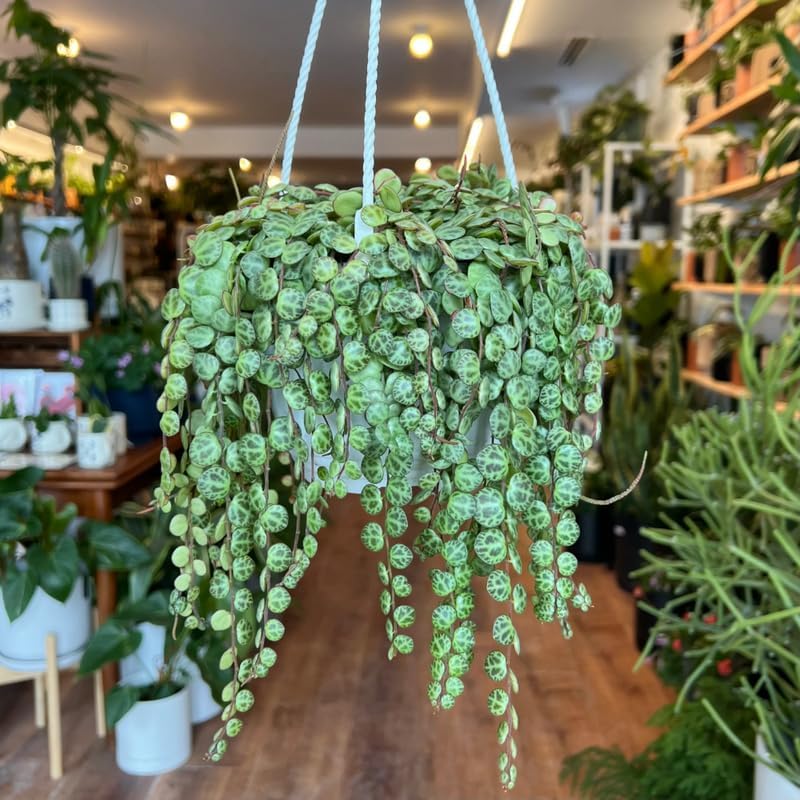 String of Turtles Plant Live, Rare Succulent Trailing Vine in Pot, Indoor Houseplant