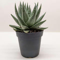 Succulent Haworthia Savanna Live Plant for Indoor | Different Houseplants in 4'' & 6'' Pot | Real House Plant Decor for Living Room, Office, Desk & Bathroom | Little Warty Ox Tongue