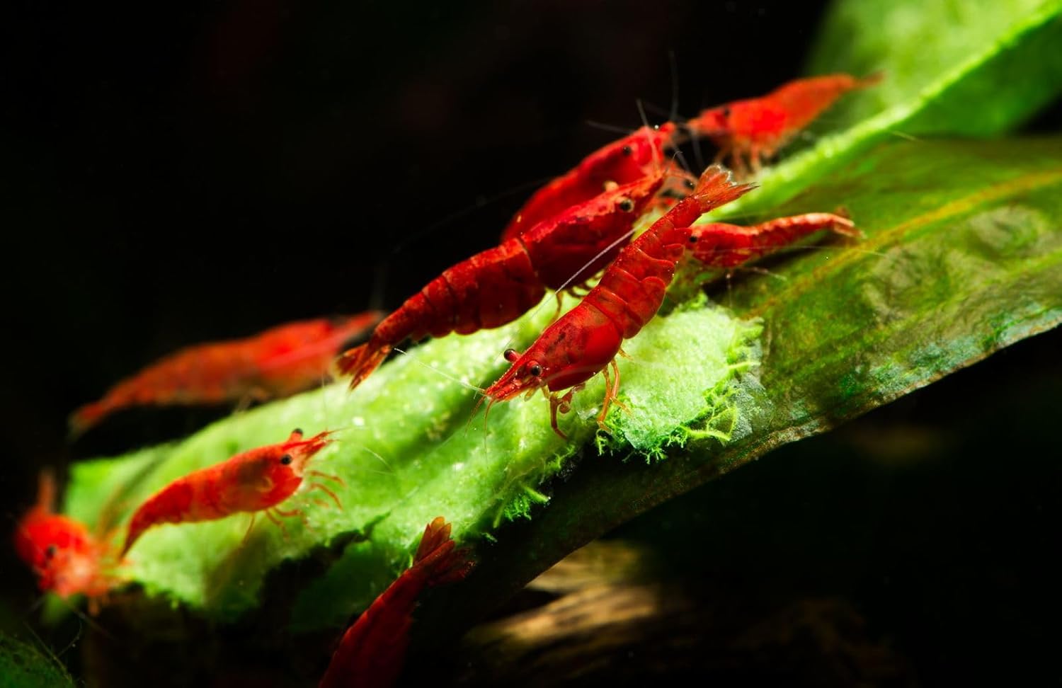 was High Grade Fire Red Cherry Shrimps Neocaridina Live Freshwater Shrimp Aquarium Inverts High-Grade Cherry Neocaridina Live Arrive Gurrentee (red-20)