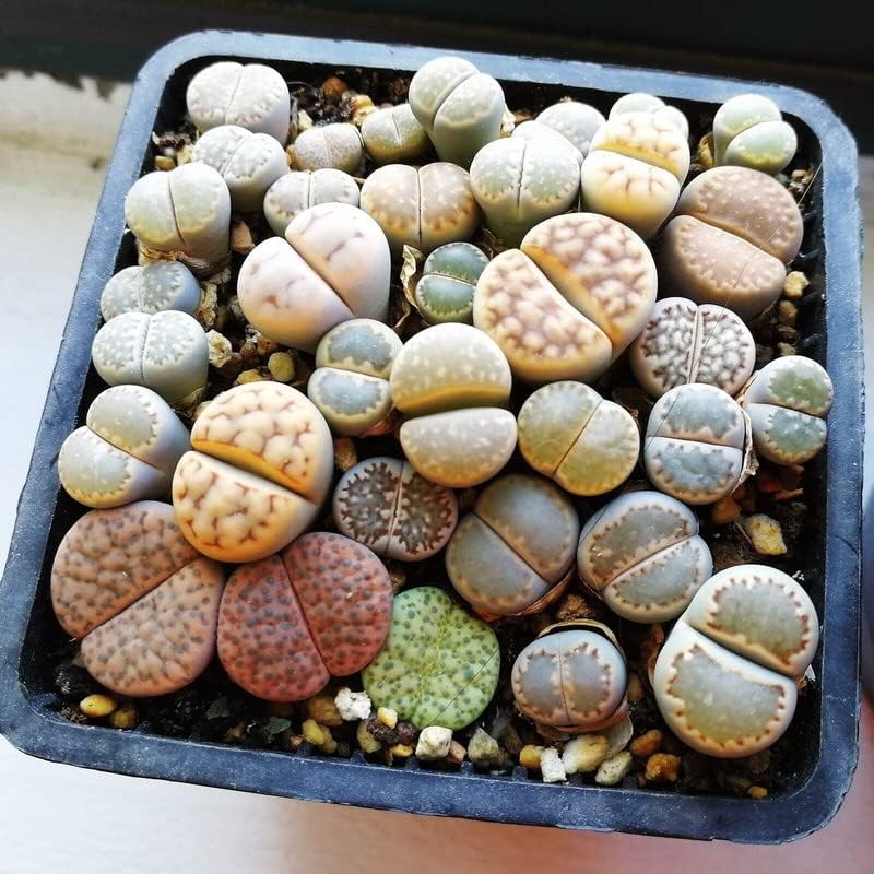 Lithops Live Plants Large, 20 Mix Lithops Succulents Plants Live Lithops Living Stones 0.5 to 0.6 Inc for Planting, Living Rocks Lithops