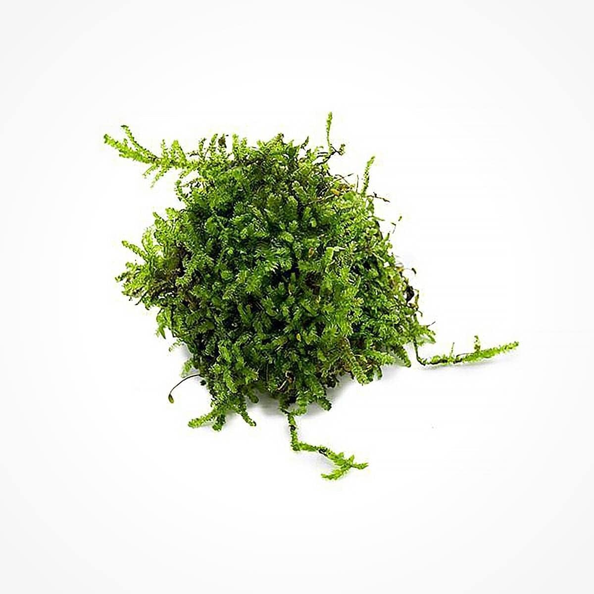 SubstrateSource Christmas Moss Live Aquarium Plant - Freshwater Fish Tank Decorations for Natural Aquatic Décor (Golf Ball)