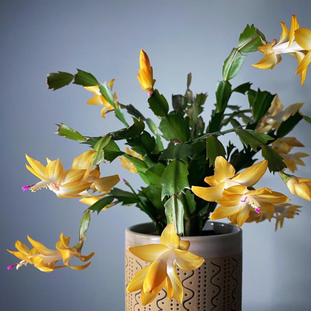 2 Yellow Christmas Cactus Plants, Thanksgiving Cactus 3-6 Inch Tall, Winter Succulents Flowers Container Hanging Basket Indoor Outdoor Planting