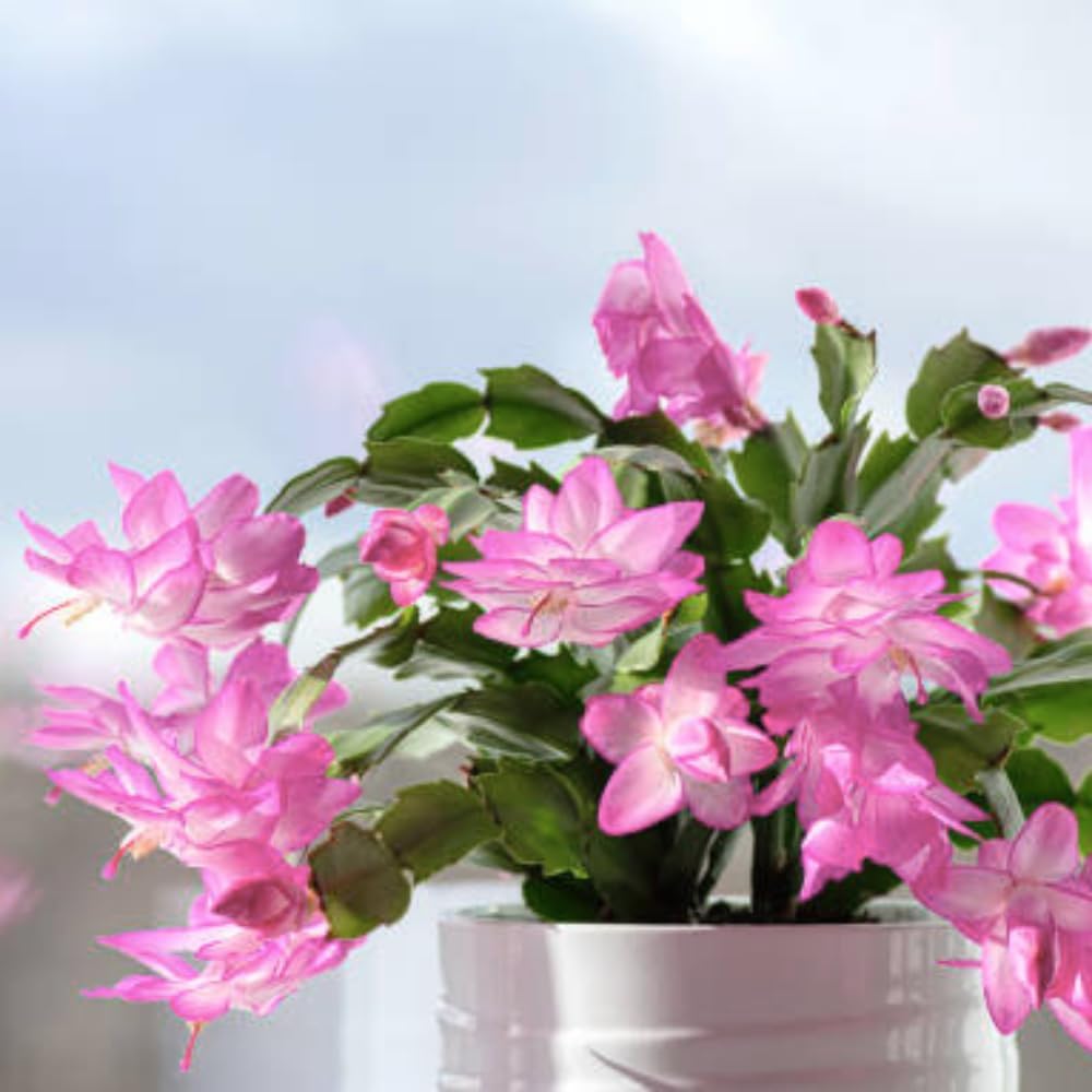 2 Pink Christmas Cactus Plants, Thanksgiving Cactus 3-6 Inch Tall, Winter Succulents Flowers Container Hanging Basket Indoor Outdoor Planting