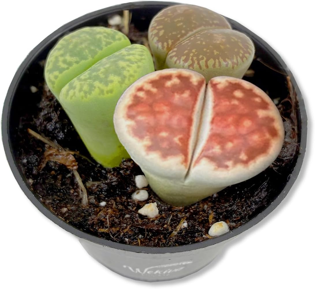 Living Stone Plant - 1 Live Starter Plant - Lithops - Decorative Exotic Colorful Mini Succulent for Your Container Garden or Terrarium
