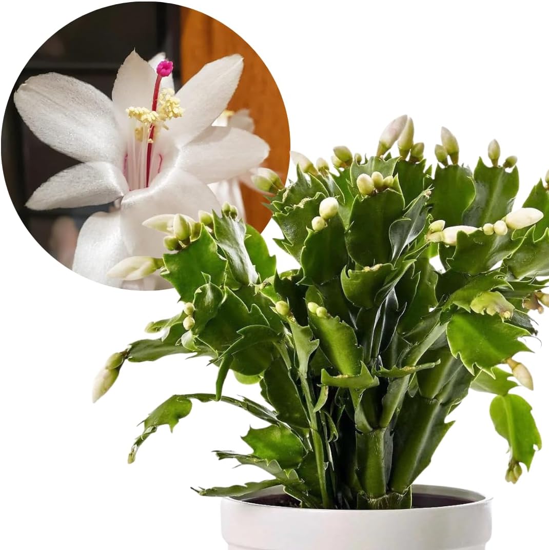 True Thanksgiving Cactus Plant Live in 4" Pot, Ready to Bloom, Holiday Christmas Cactus Plants Live, Vibrant Blooms (Random Single Color)