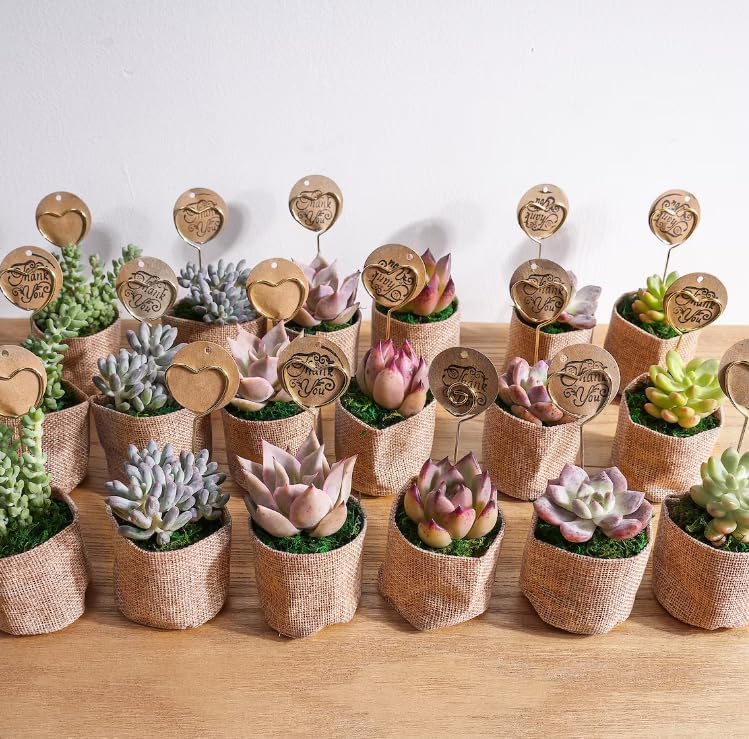 Sprout N Green Live Succulent Plants, 200 Pack Assorted Real Succulents Potted in 2" Starter Pot with Soil Mix, Rare Small Indoor House Plants for Home Garden Wedding Decor Party Favor