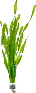 SubstrateSource Live Plant - Tall Grass, Vallisneria Americana - Moderate to High Light, Bright Green, Background, Freshwater Aquatic Plant for Aquascaping - Lead Bunch, 4 Pack