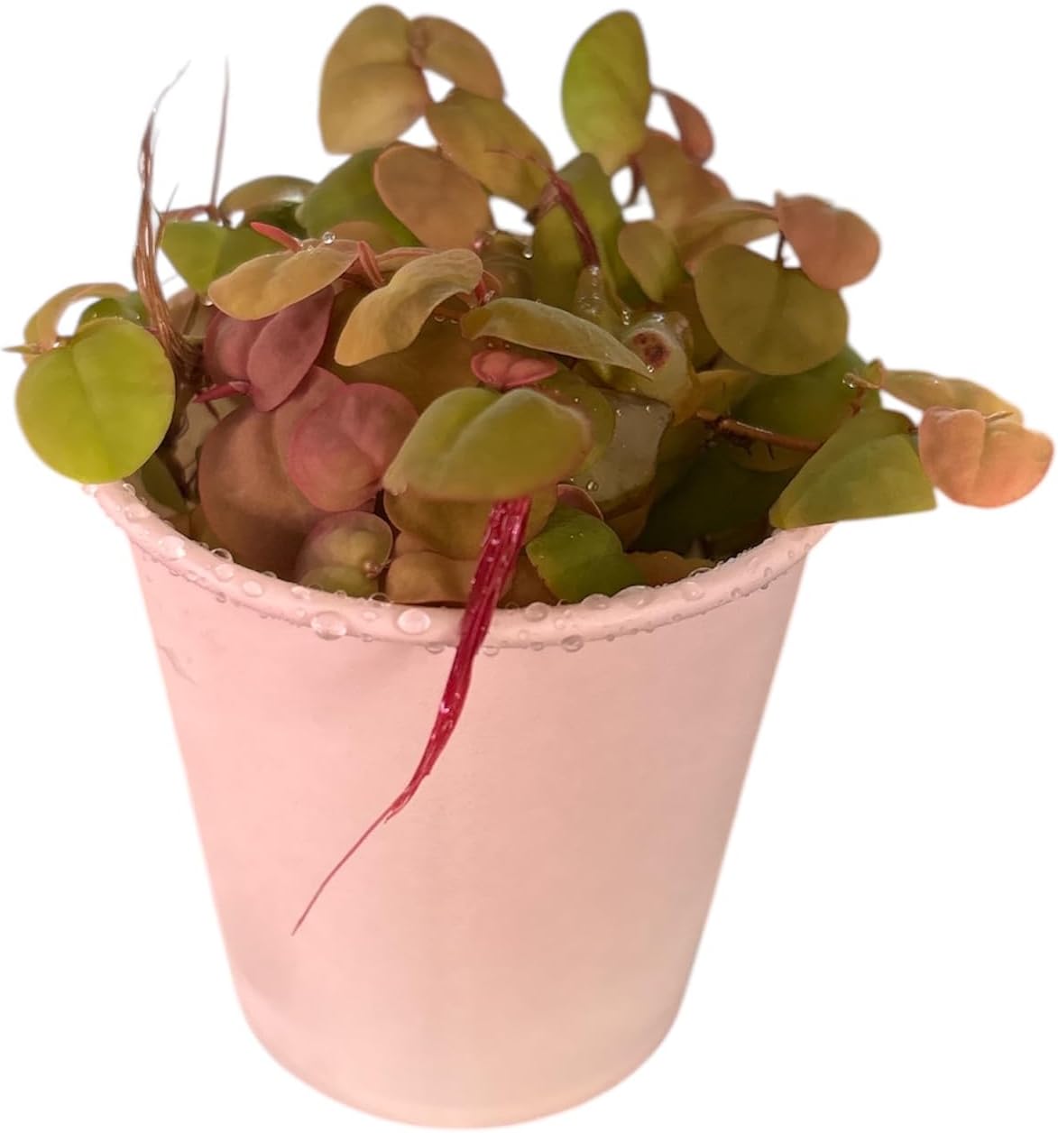 Red Root Floater Live Aquarium Plants, Phyllanthus Fluitans, 4 oz Cup (50+ Leaves)