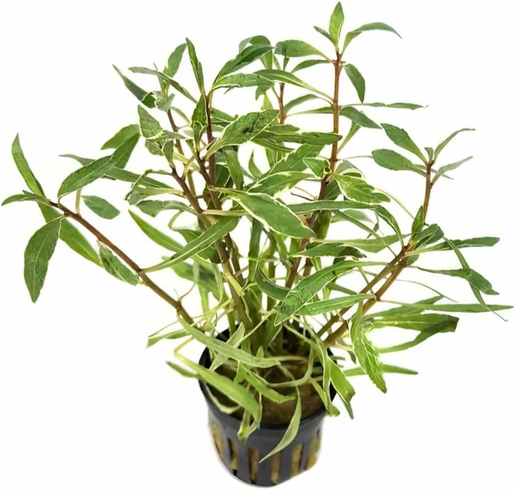 Hornwort Ludwigia Inclinata Verticillata White Bunch 3-5 Stems - Aquatic Plant for Freshwater Aquariums - Vibrant White Variegation & Lush Green - Enhancing Water Clarity -1 Pack