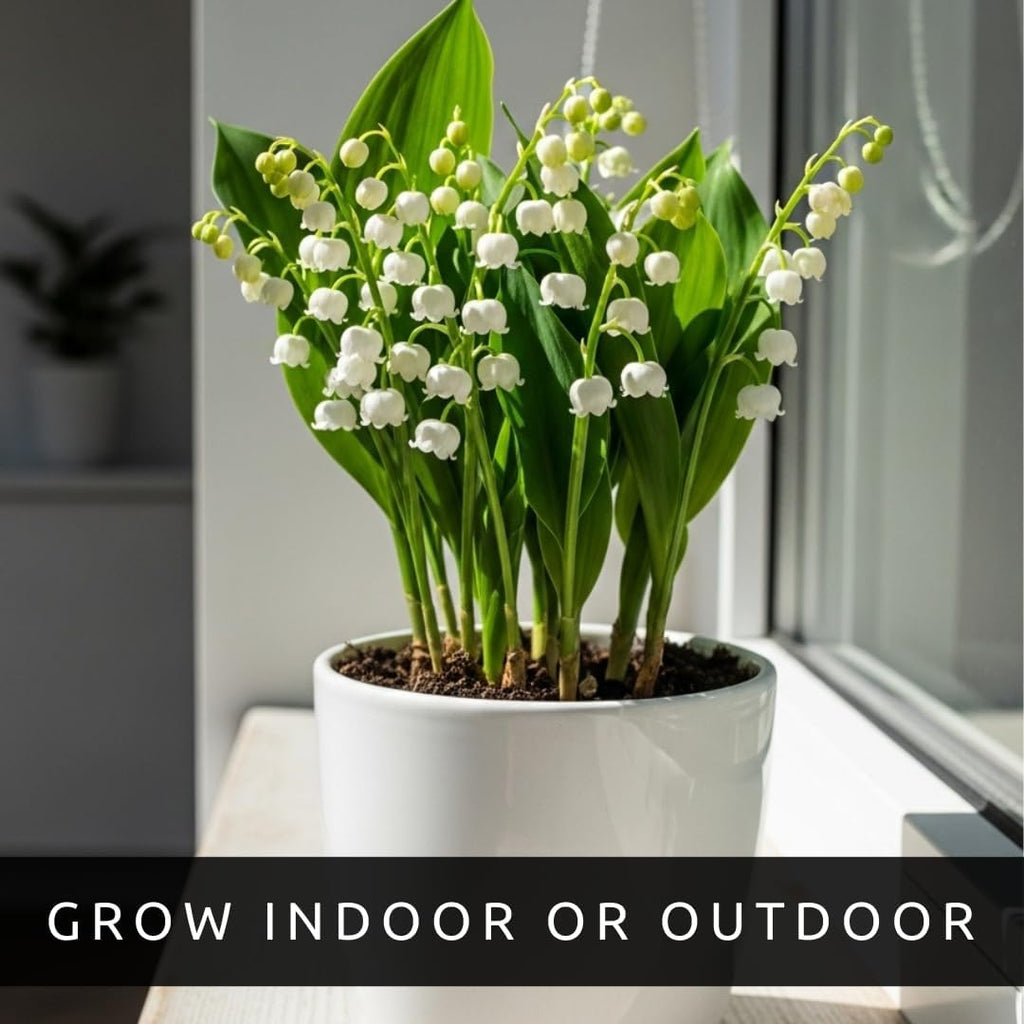 5 Lily of The Valley Bulbs – Stunning White Weeping Flowers, Fresh Leucojum Bulbs to Plant, Ideal for Garden Beds, Containers, or Indoor Pots, Sweet Fragrant Spring Blooms