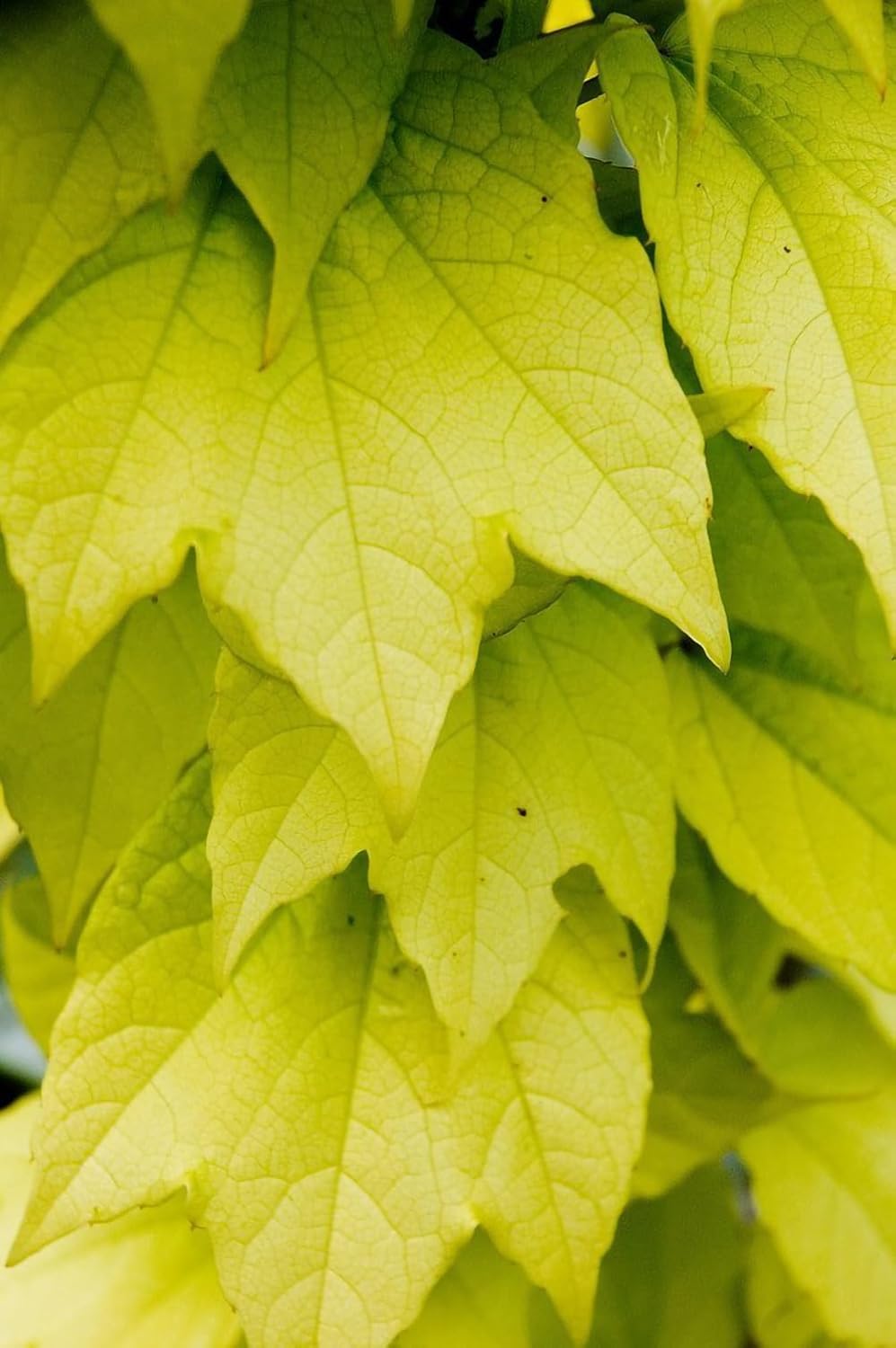 Fenway Park Golden Boston Ivy Plant - Parthenocissus - 2.5" Pot