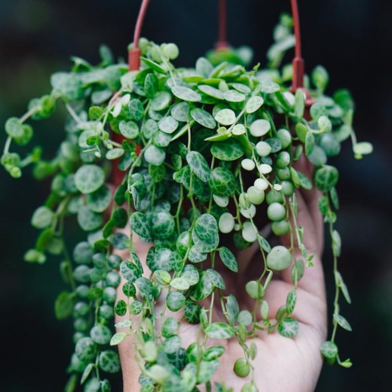 String of Turtles Live Plant, Rare Succulent Houseplant Indoor Home Decoration