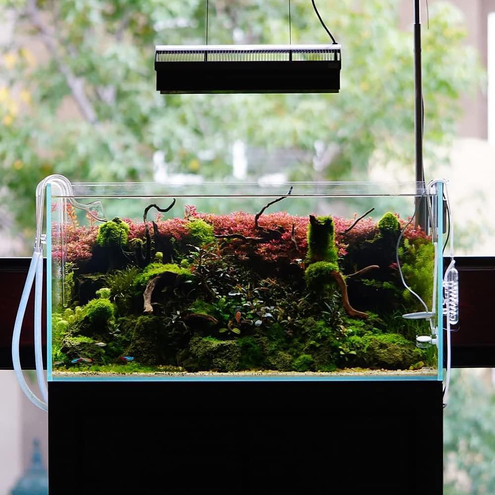 SubstrateSource Peacock Moss on Mesh Live Aquarium Plant - Freshwater Fish Tank Decorations for Natural Aquatic Decor
