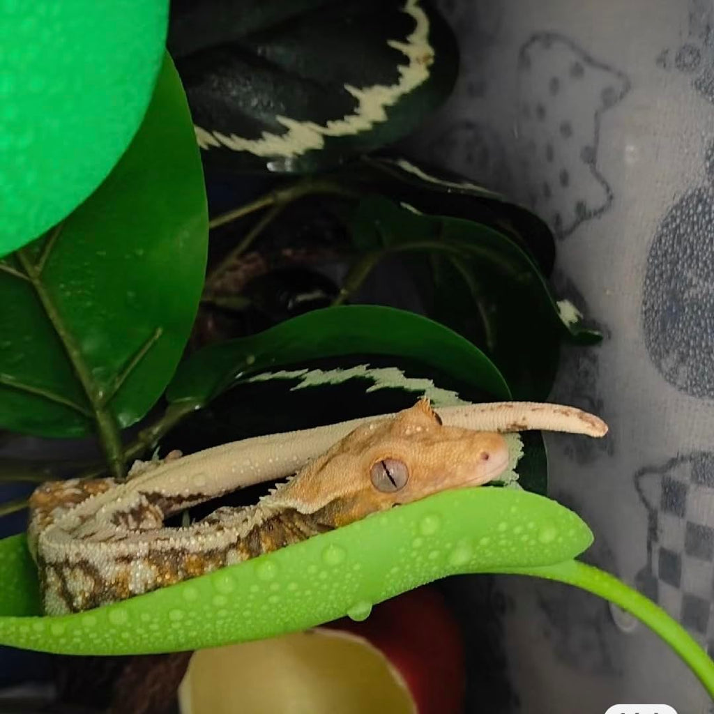 Crested Gecko Tank Accessories，3PCS,Reptile Branches，crestedgecko Hide，Gecko Wall Climbing Toy，Frog Habitat Platform，Tree Frog ，Reptile Leaf，Snake Accessories for Tank