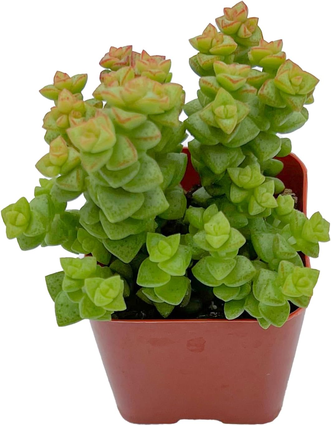 2" Live Succulent Plants Crassula Tom Thumb, Mini Potted Succulents, Easy Care Indoor Houseplant, Unique Gifts, Home Office Décor