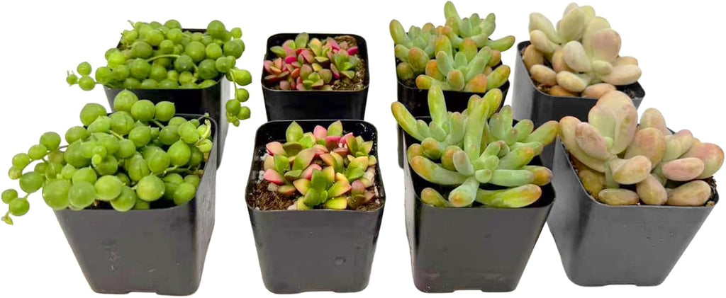 2 Inch Assorted Succulent Plants - Live Mixed Rosette & Unique Succulent Variety Pack, Healthy Rooted Succulents for Indoor/Outdoor Decor, Terrarium, DIY Garden & Gift (8-Pack)