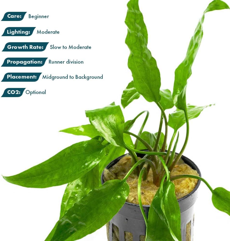 SubstrateSource Cryptocoryne Live Aquarium Plants - Freshwater Plant for Aquariums, Planted Fish Tanks - Beginner Friendly (Usteriana Green, 1 Pot (3-5 Plants))