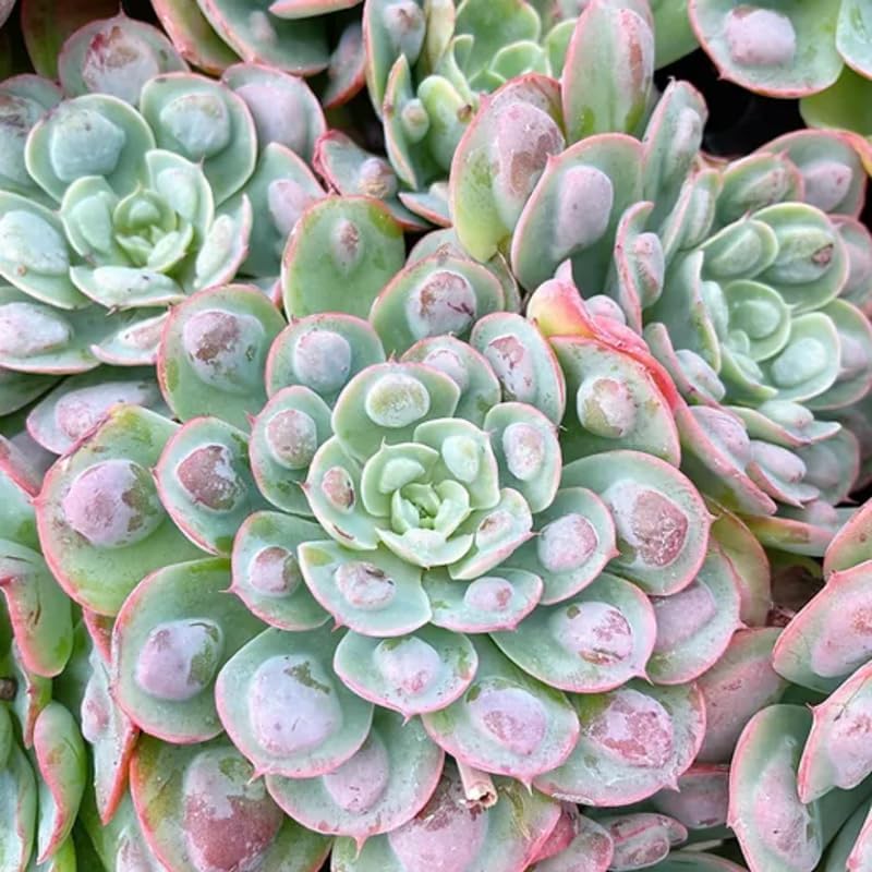 Echeveria Succulents Live Plants for Planting, Live Echeveria Succulents, Live Echeveria Plant, Live Echeveria Succulents, Echeveria Rain 4 Inch