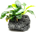 Live Aquarium Anubias Nana Petite Plant On Lava Rock - Absorb Impurities & Toxicness for Water - All Natural & Organic Aquatic Plant - Long Lasting & Easy to Care