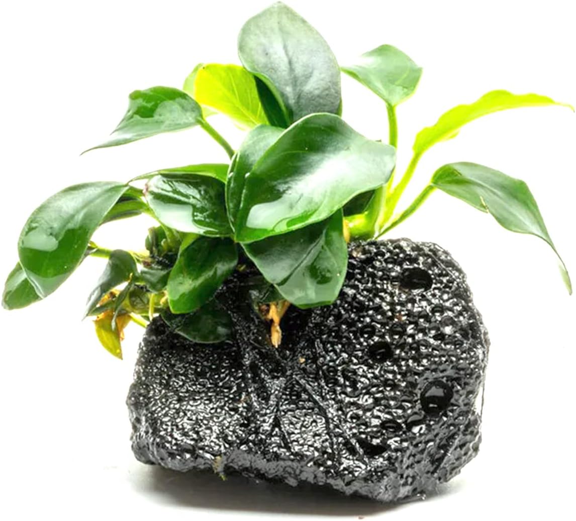 Live Aquarium Anubias Nana Petite Plant On Lava Rock - Absorb Impurities & Toxicness for Water - All Natural & Organic Aquatic Plant - Long Lasting & Easy to Care